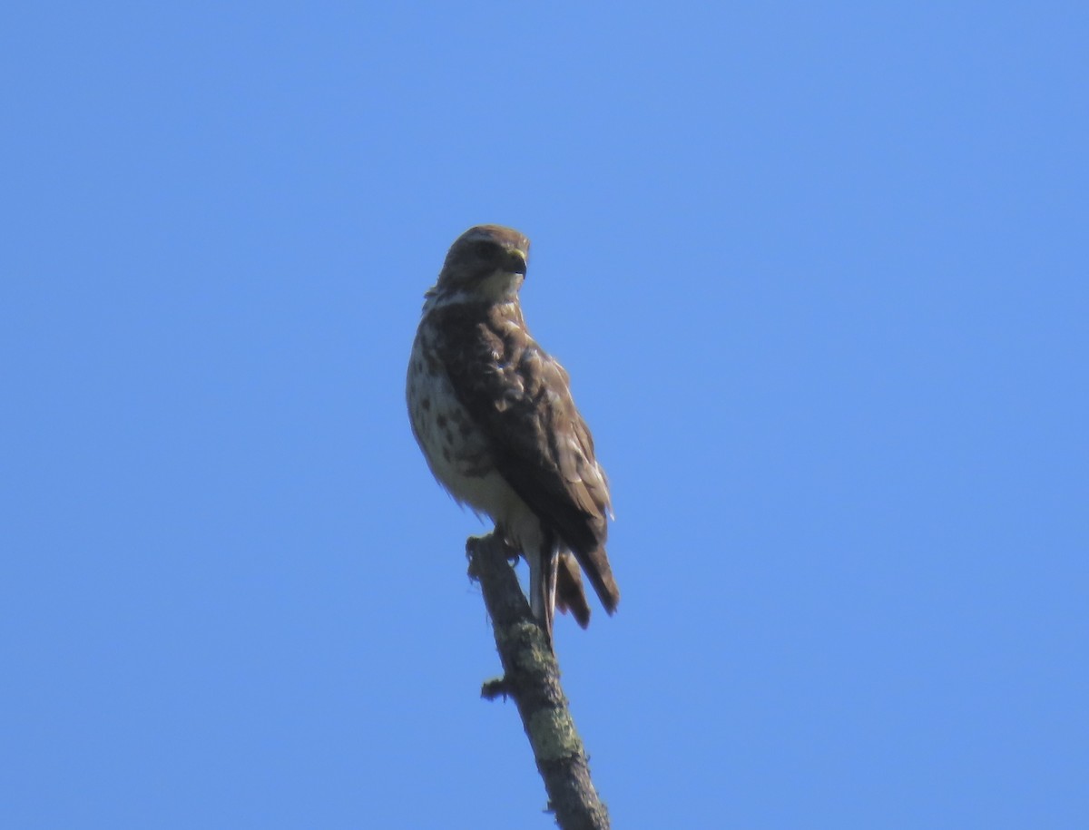 Broad-winged Hawk - ML638359614