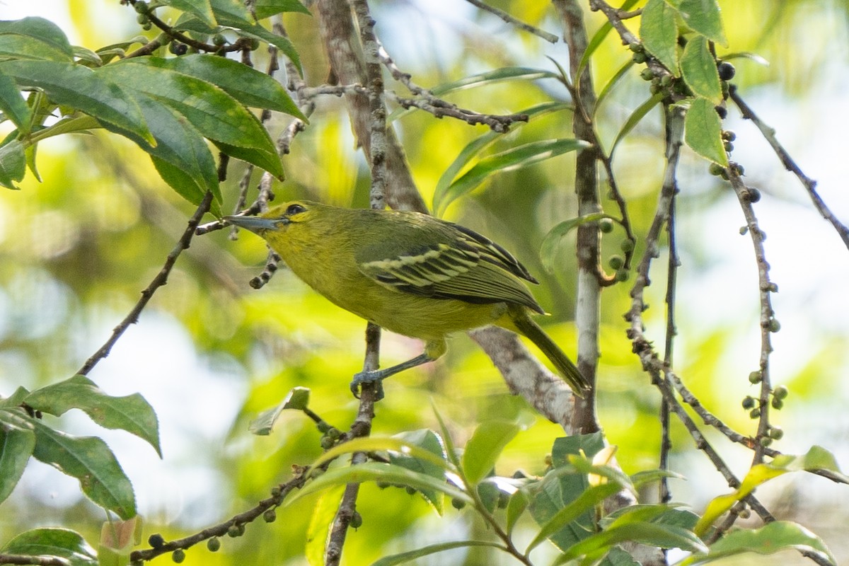 Green Iora - ML638359615
