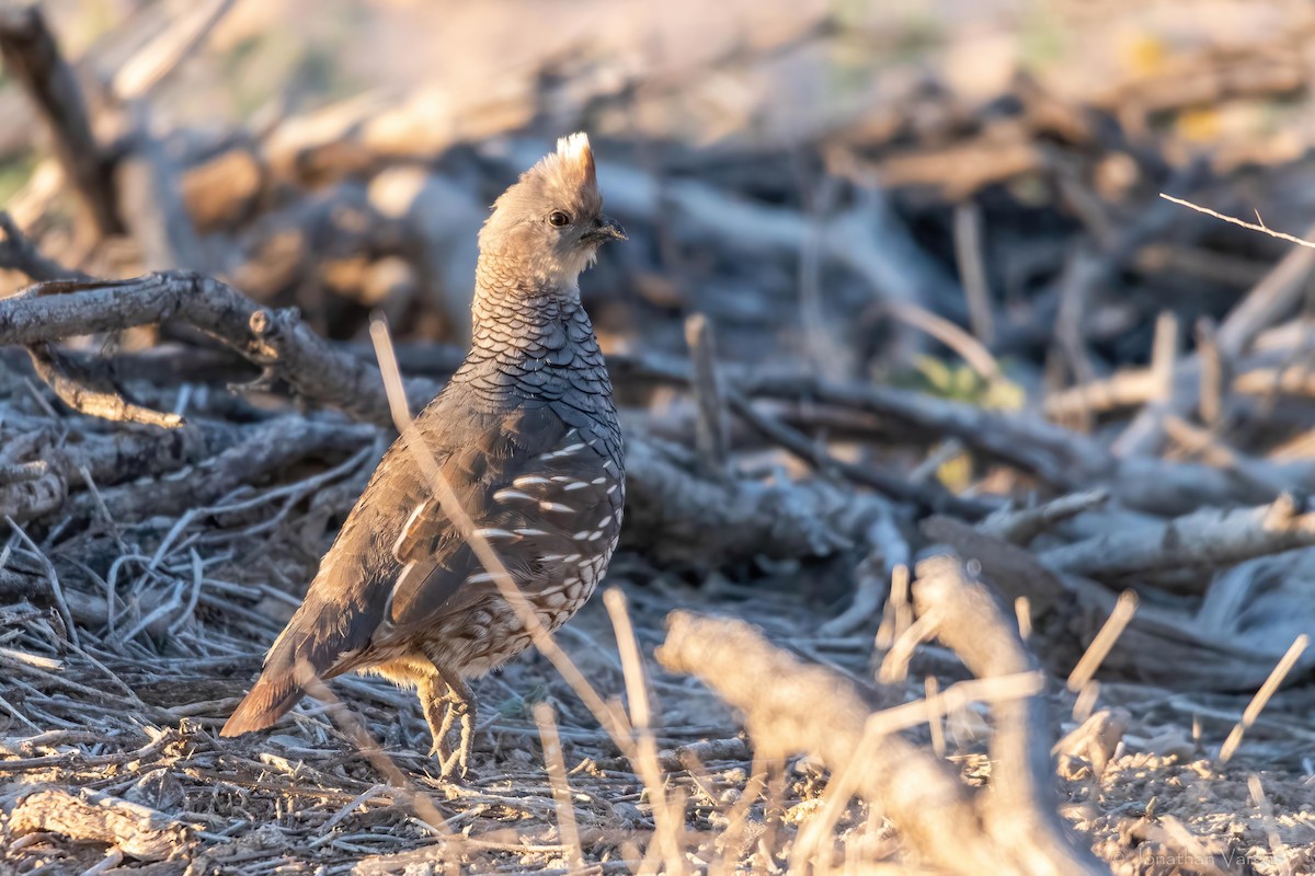 Scaled Quail - ML638359616