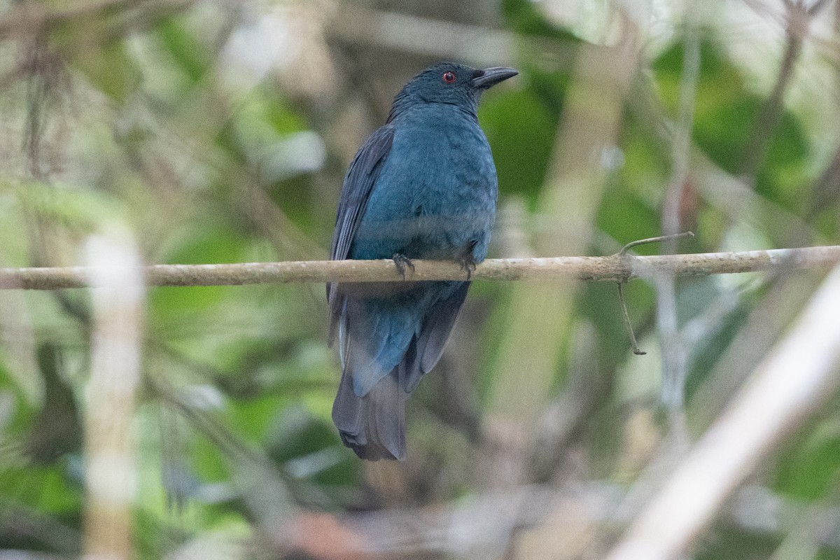 Asian Fairy-bluebird - ML638359618