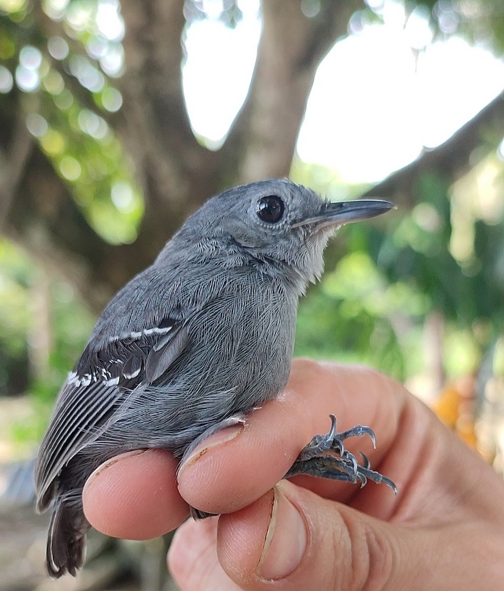 Plain-throated Antwren - ML638359619