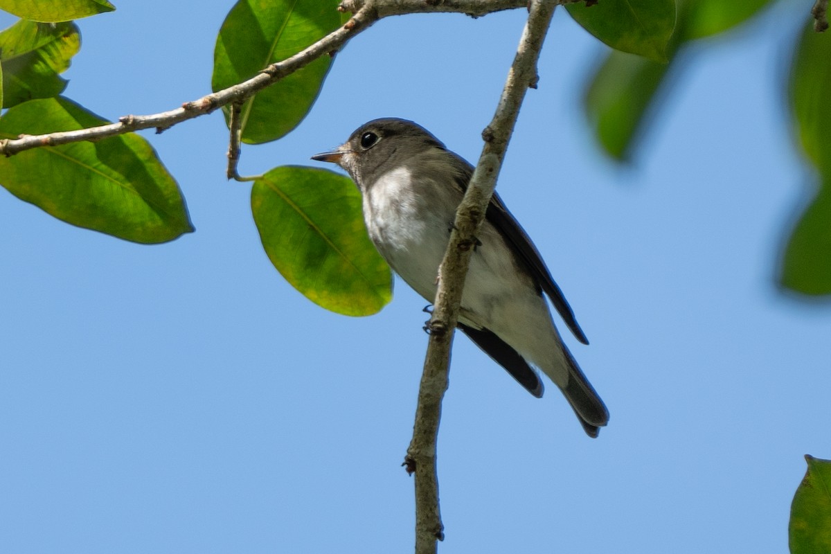 Dark-sided Flycatcher - ML638359622
