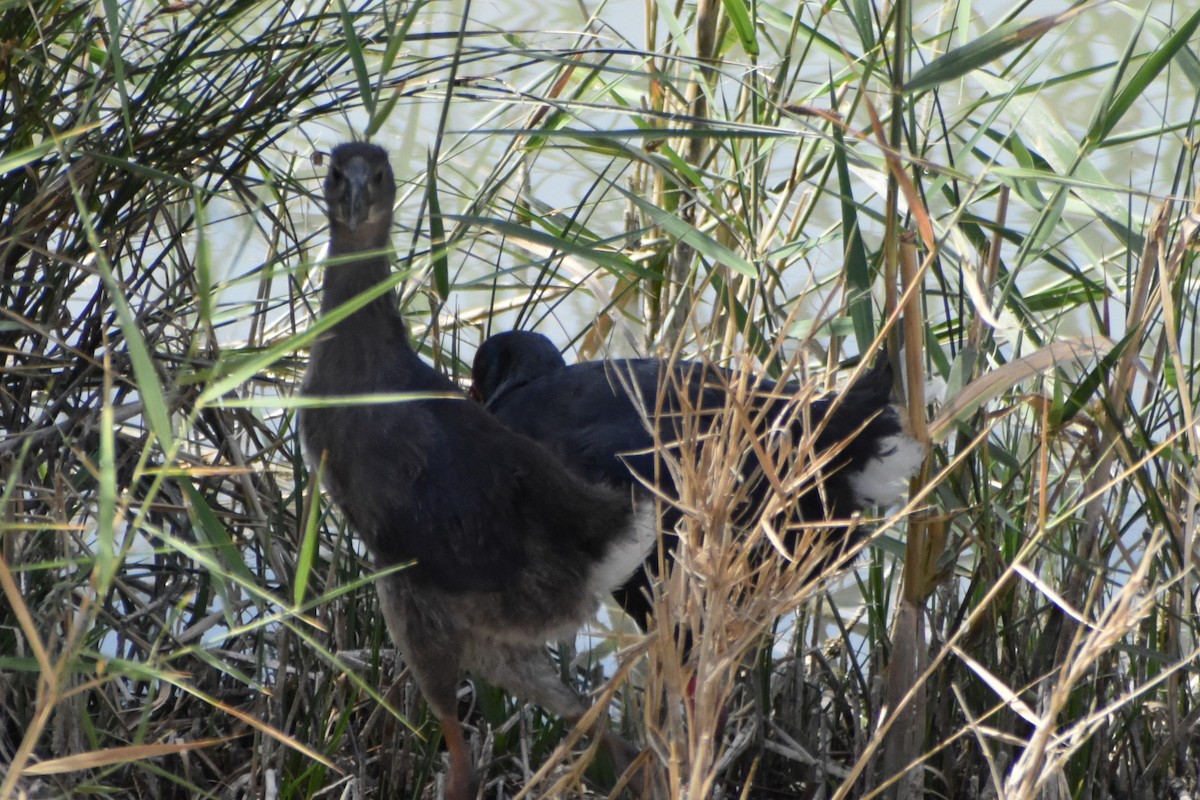 Western Swamphen - ML638359626