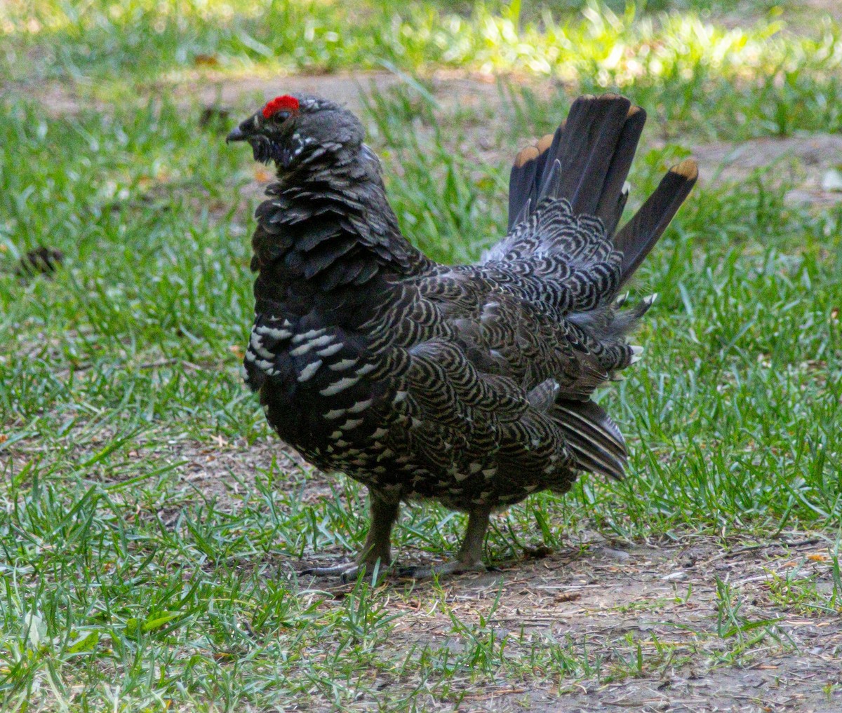 Spruce Grouse - ML638359643