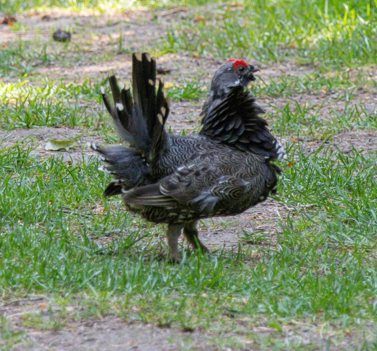 Spruce Grouse - ML638359644