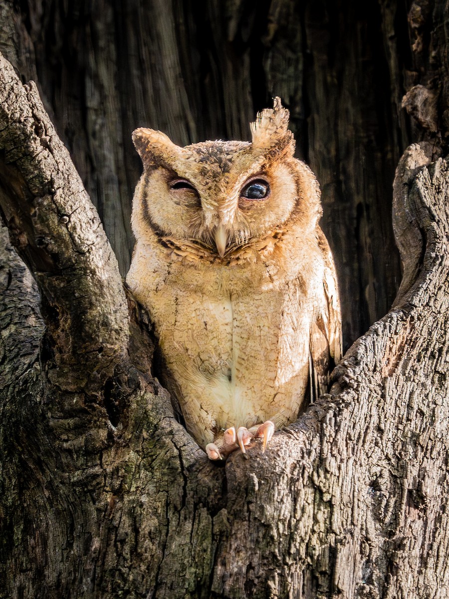 Collared Scops-Owl - ML638359654