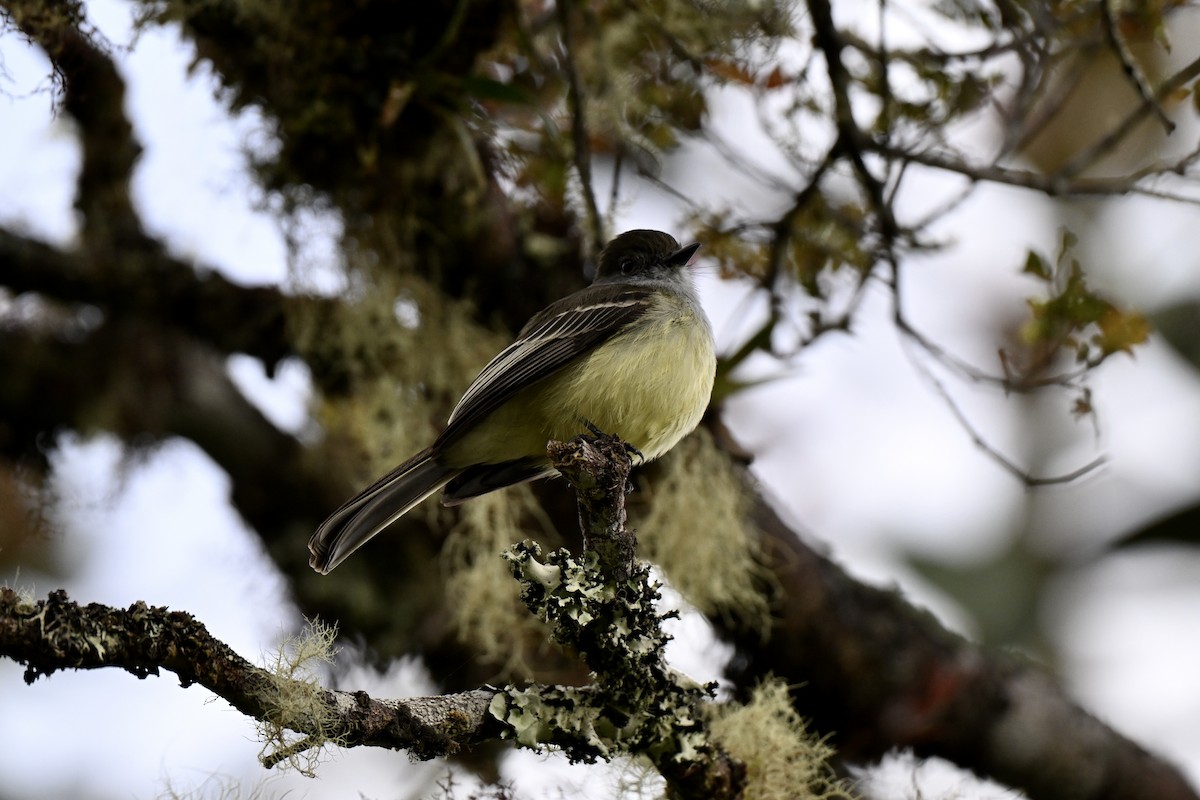 Pale-edged Flycatcher - ML638359658