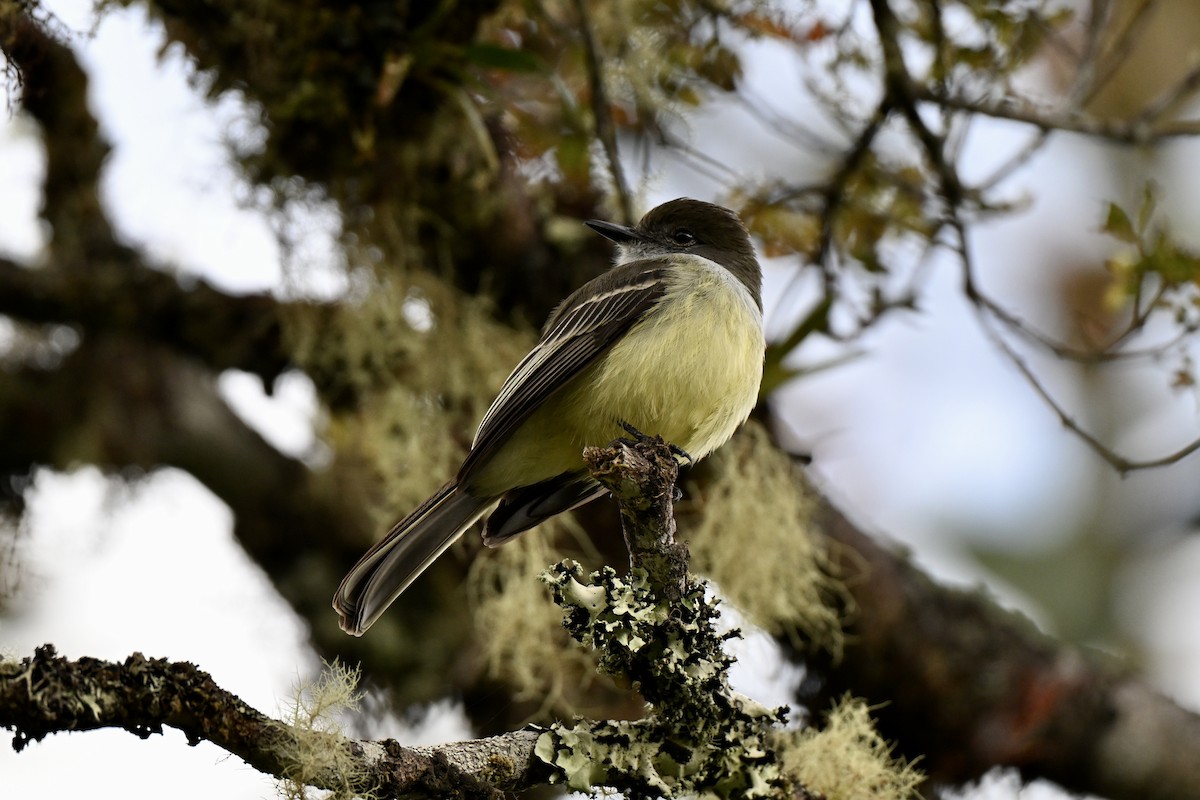 Pale-edged Flycatcher - ML638359671