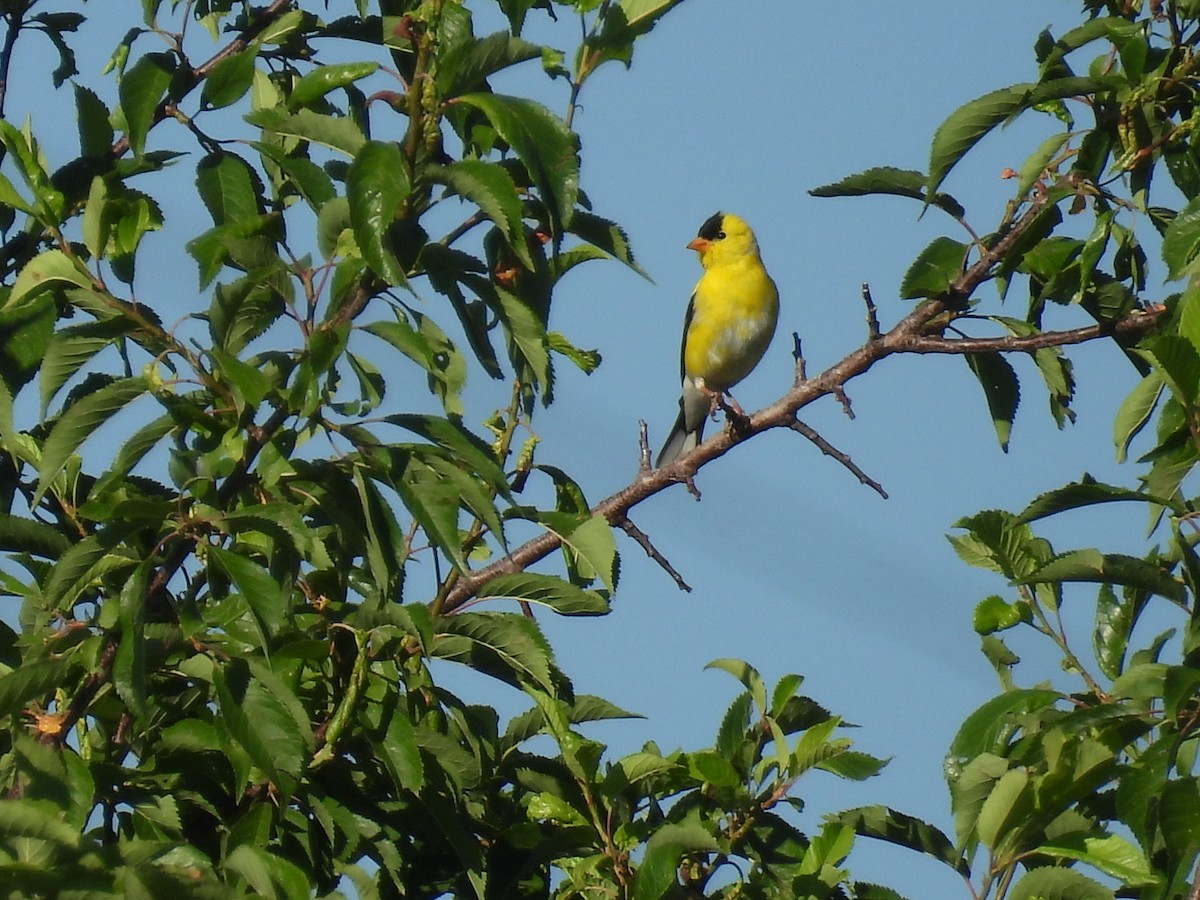 American Goldfinch - ML638359681