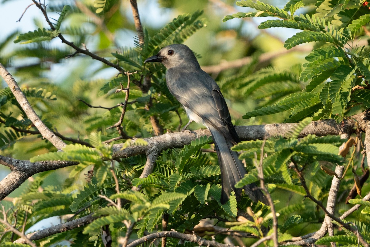 askedrongo - ML638359690