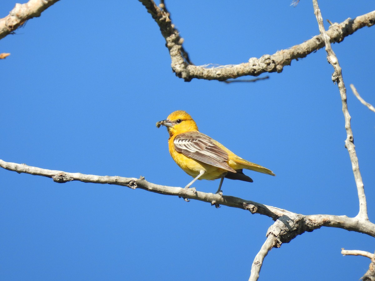 Bullock's Oriole - ML638359699