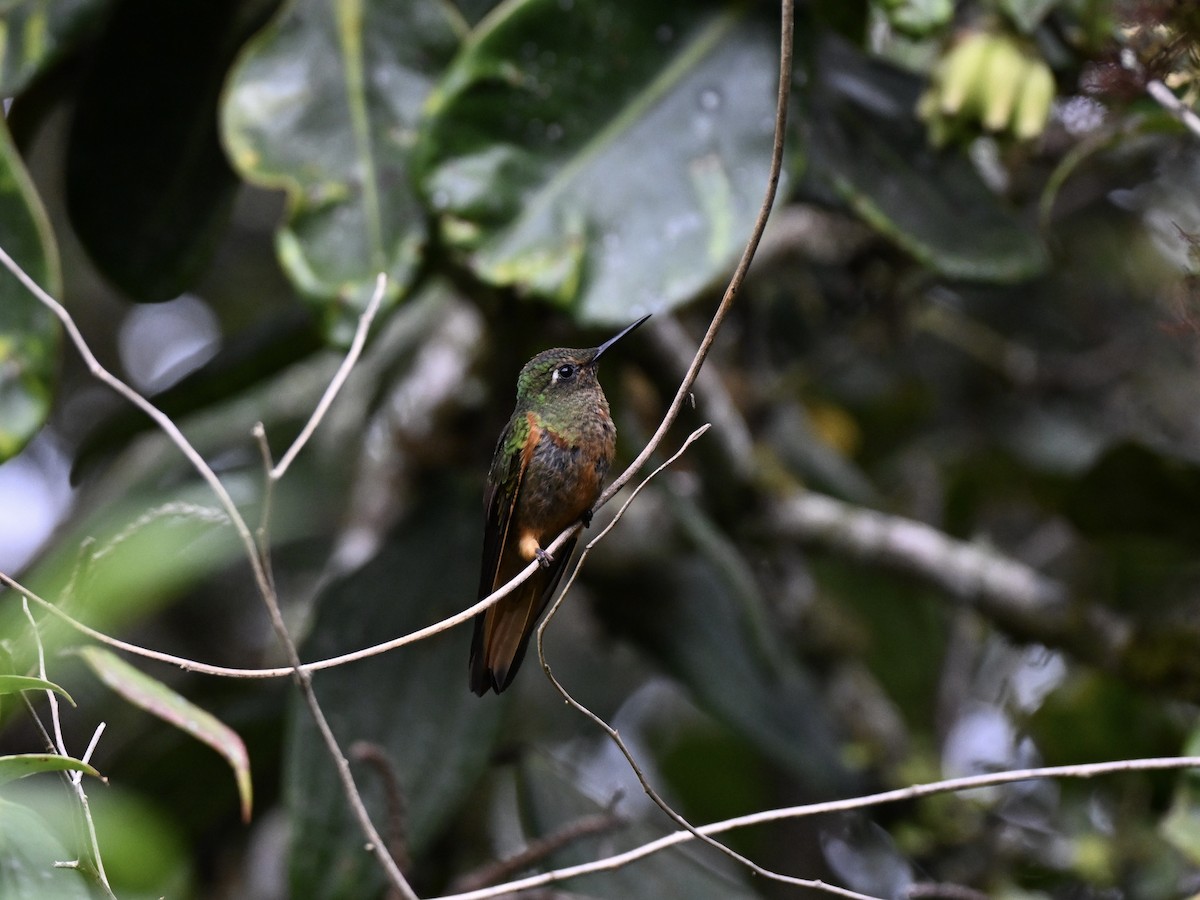 Chestnut-breasted Coronet - ML638359702