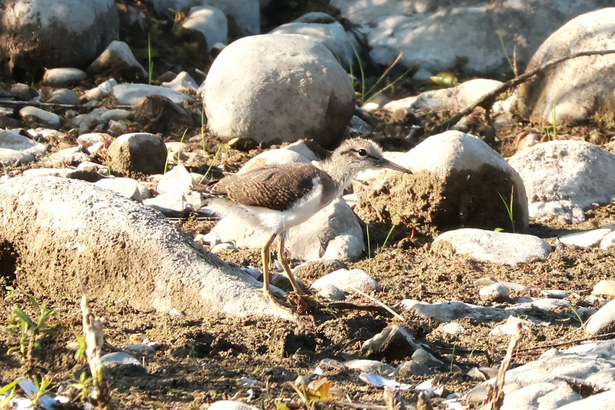Spotted Sandpiper - ML638359703