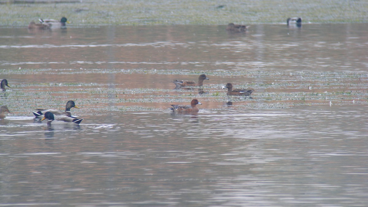 Eurasian Wigeon - ML638359705