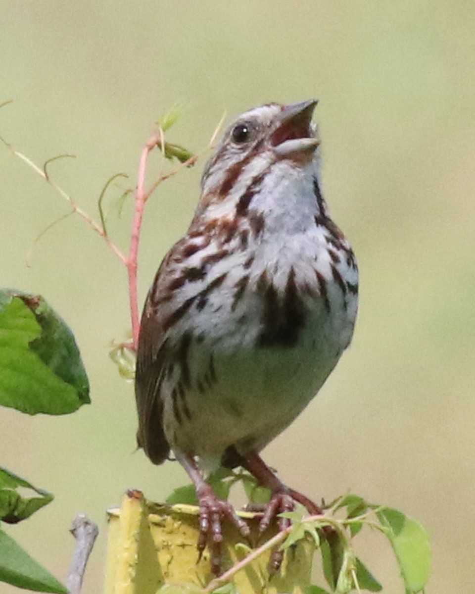 Song Sparrow - ML638359706