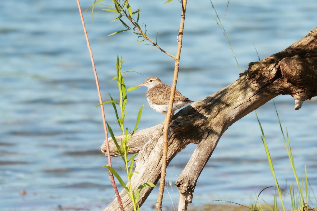 Spotted Sandpiper - ML638359707