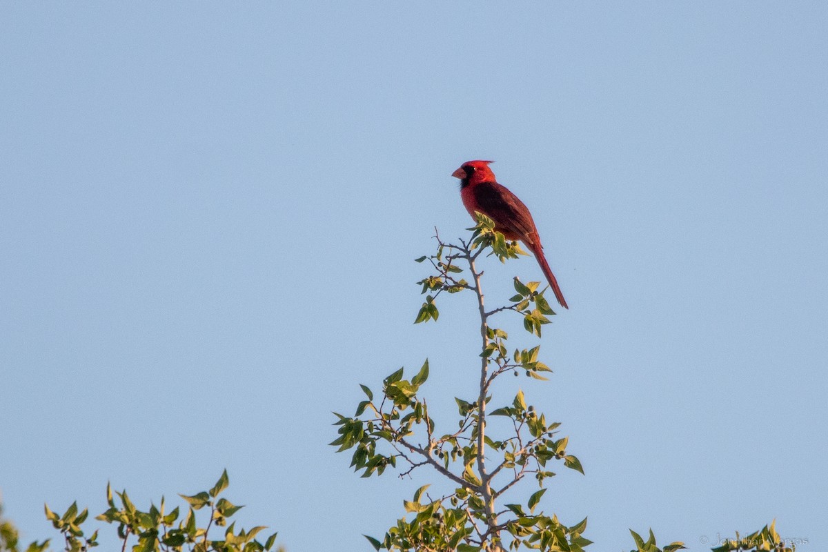 Cardenal Norteño - ML638359709