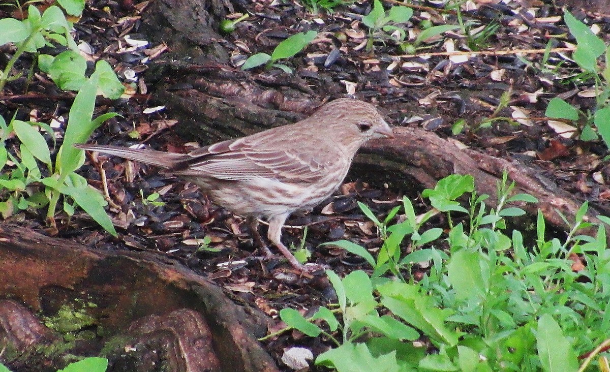 House Finch - ML638359710