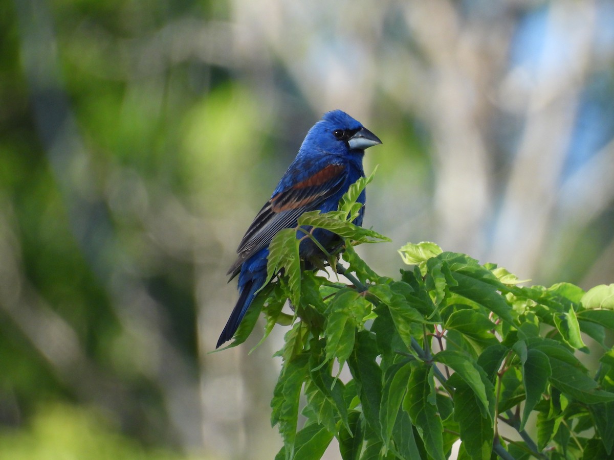 Blue Grosbeak - ML638359711