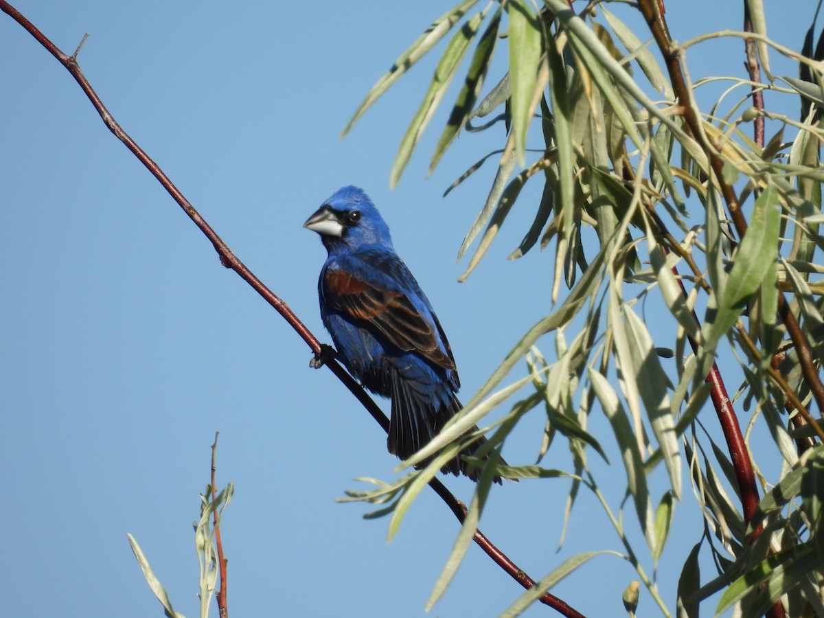 Blue Grosbeak - ML638359712
