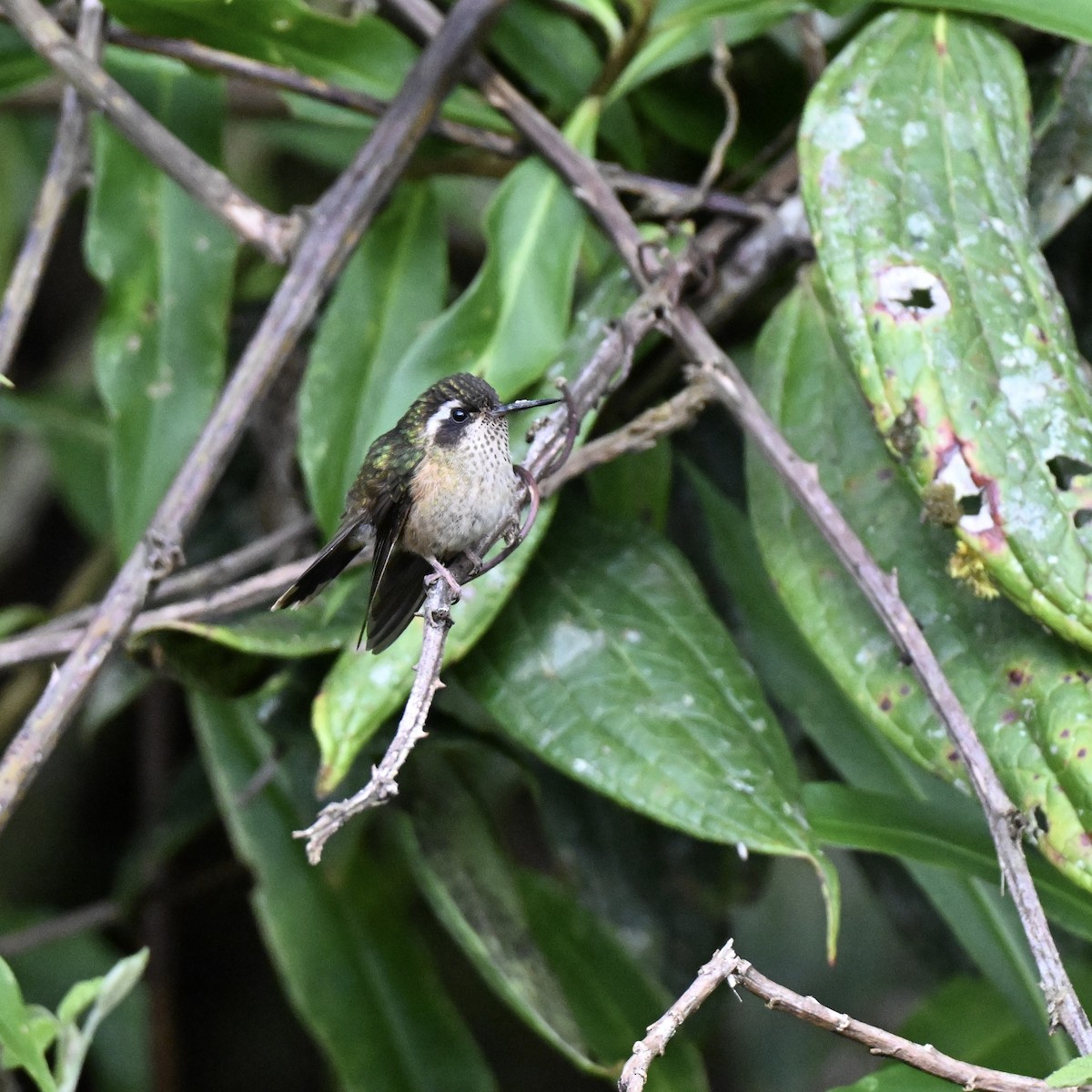 Speckled Hummingbird - ML638359713