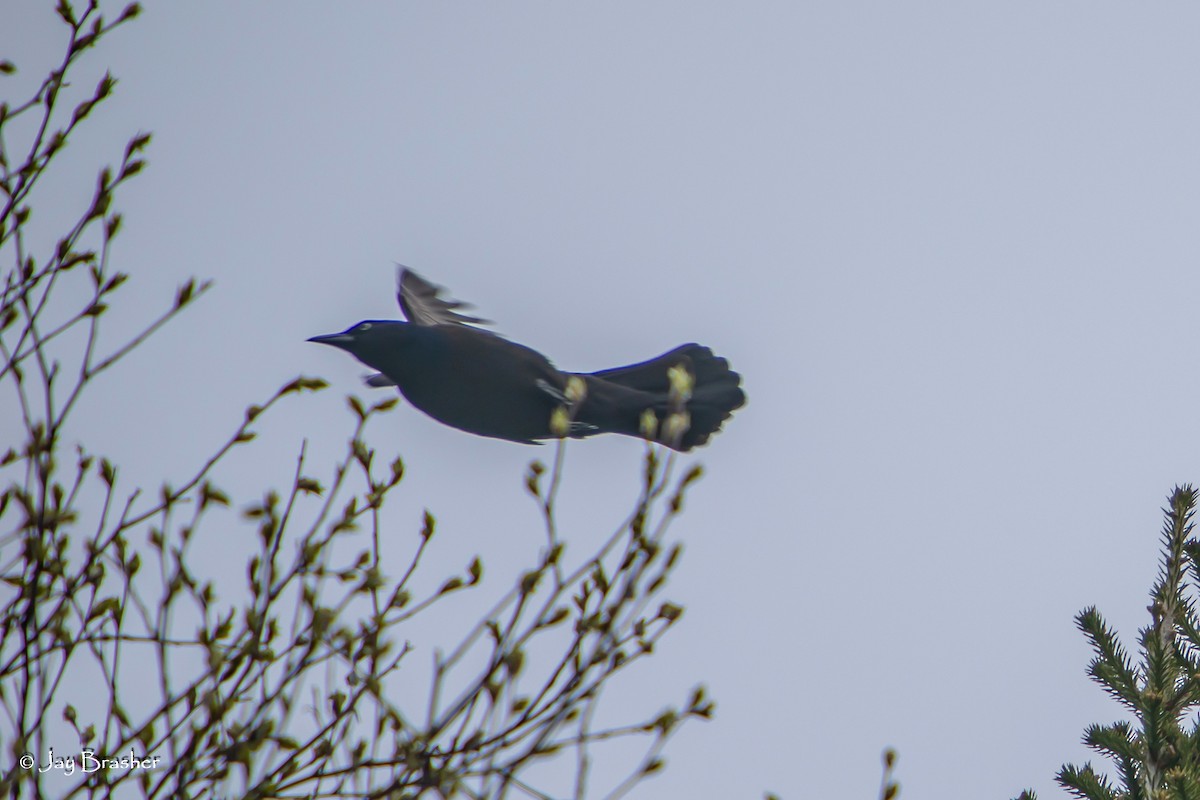 Common Grackle - ML638359716