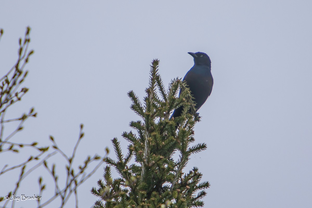 Common Grackle - ML638359717