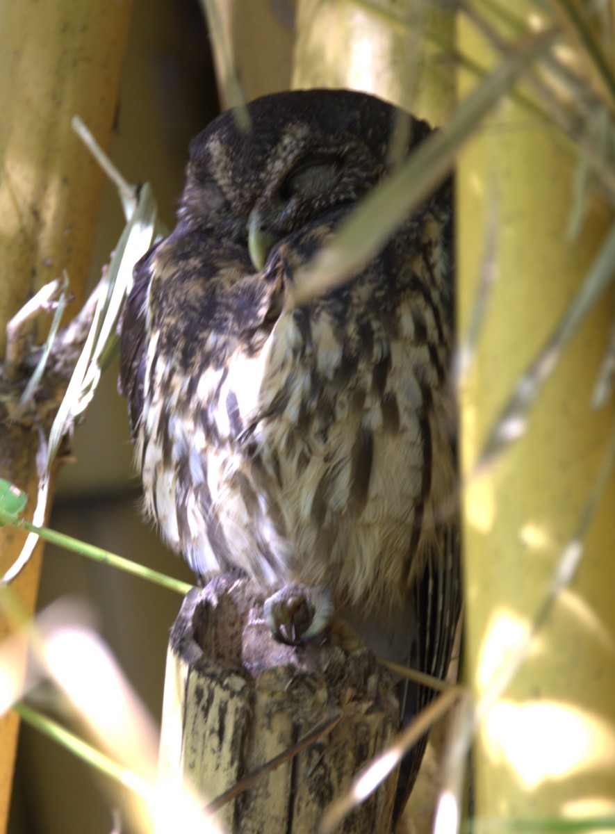 Mottled Owl - ML638359729