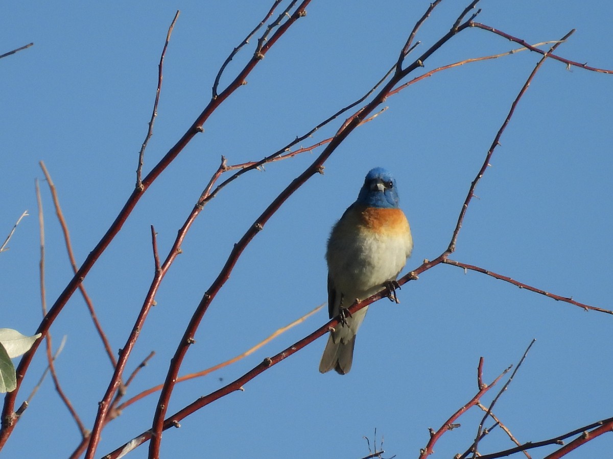 Lazuli Bunting - ML638359730