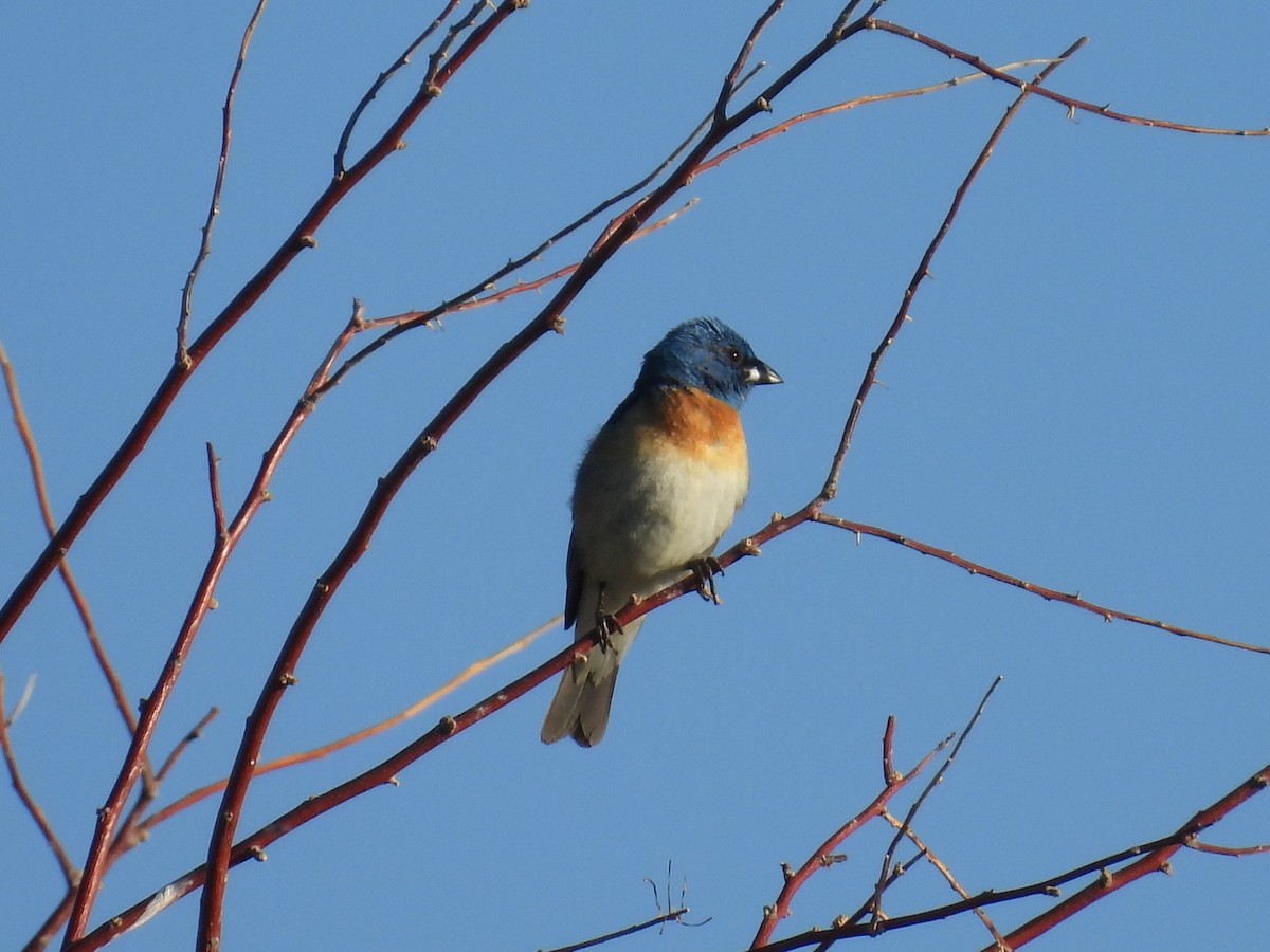 Lazuli Bunting - ML638359731