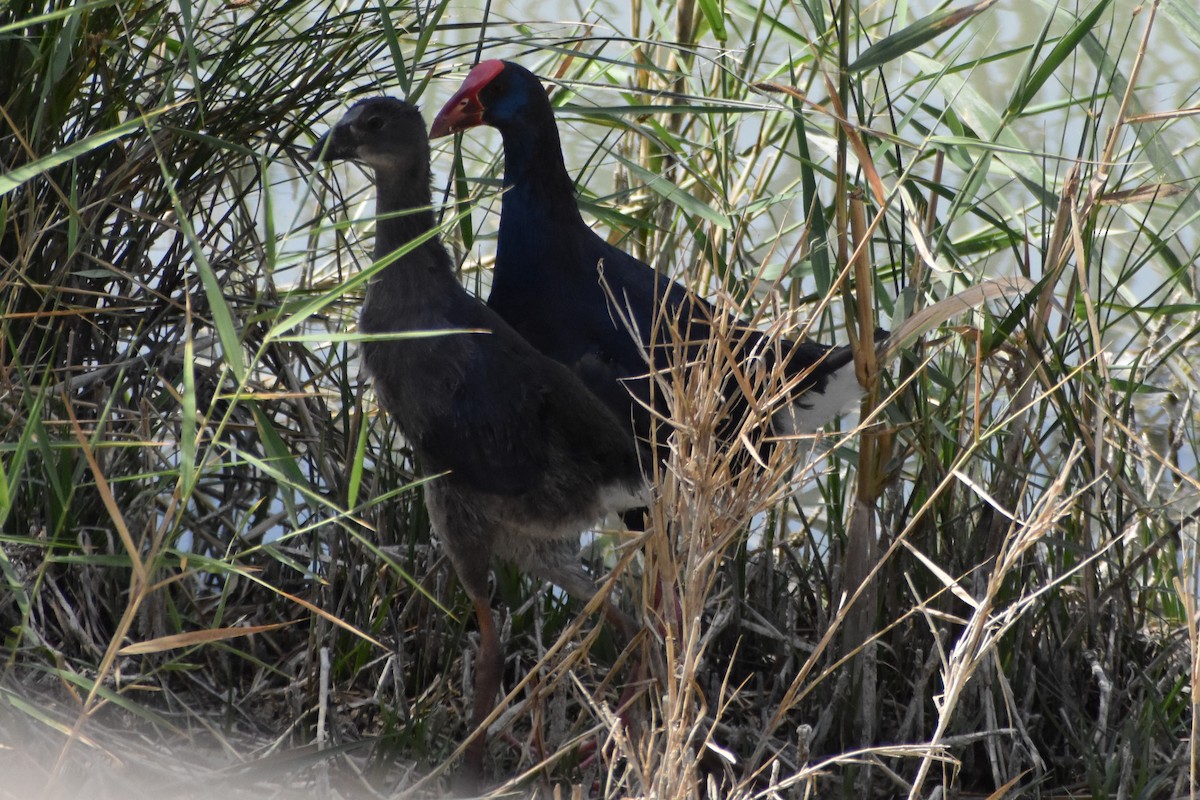 Western Swamphen - ML638359733