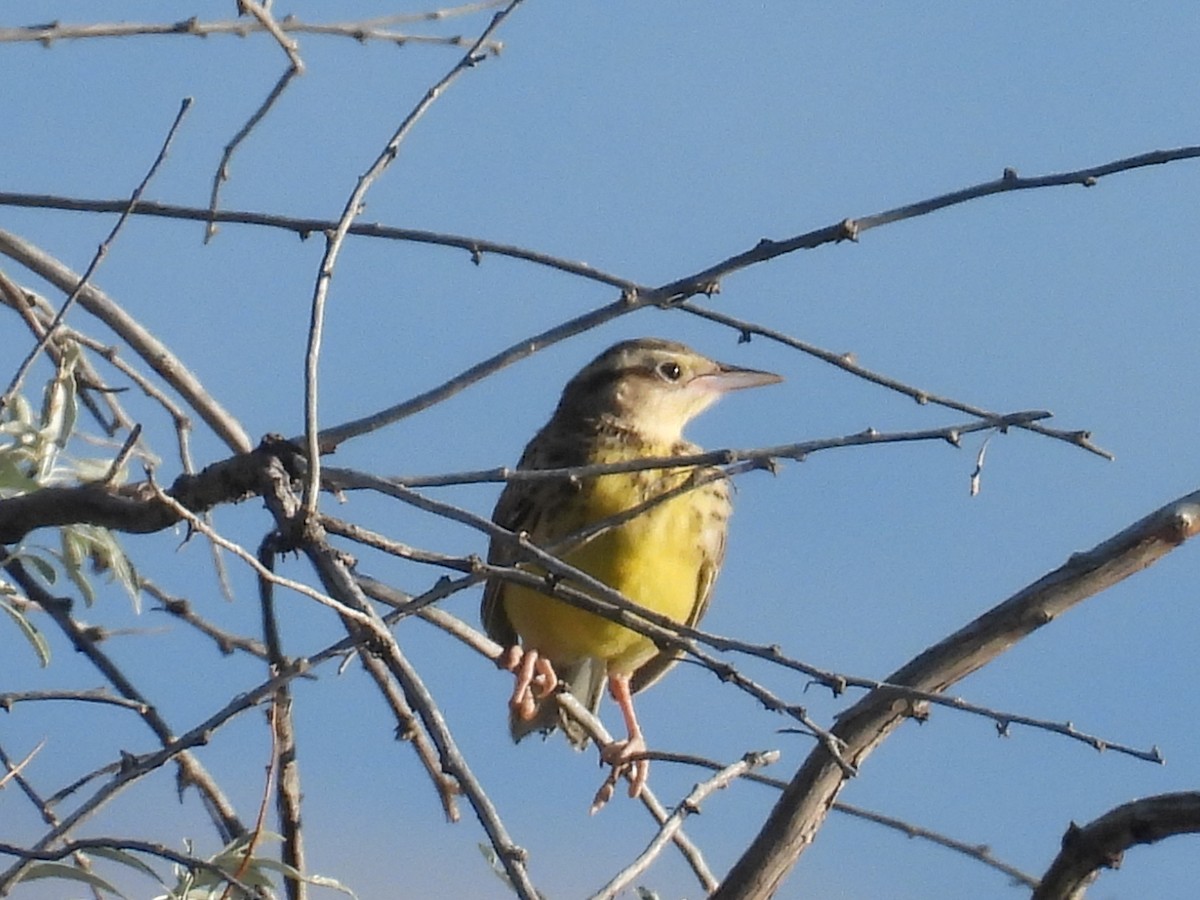 Dickcissel - ML638359737