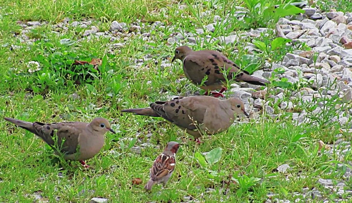 Mourning Dove - ML638359739