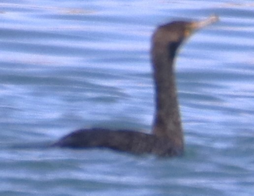 Double-crested Cormorant - ML638359743