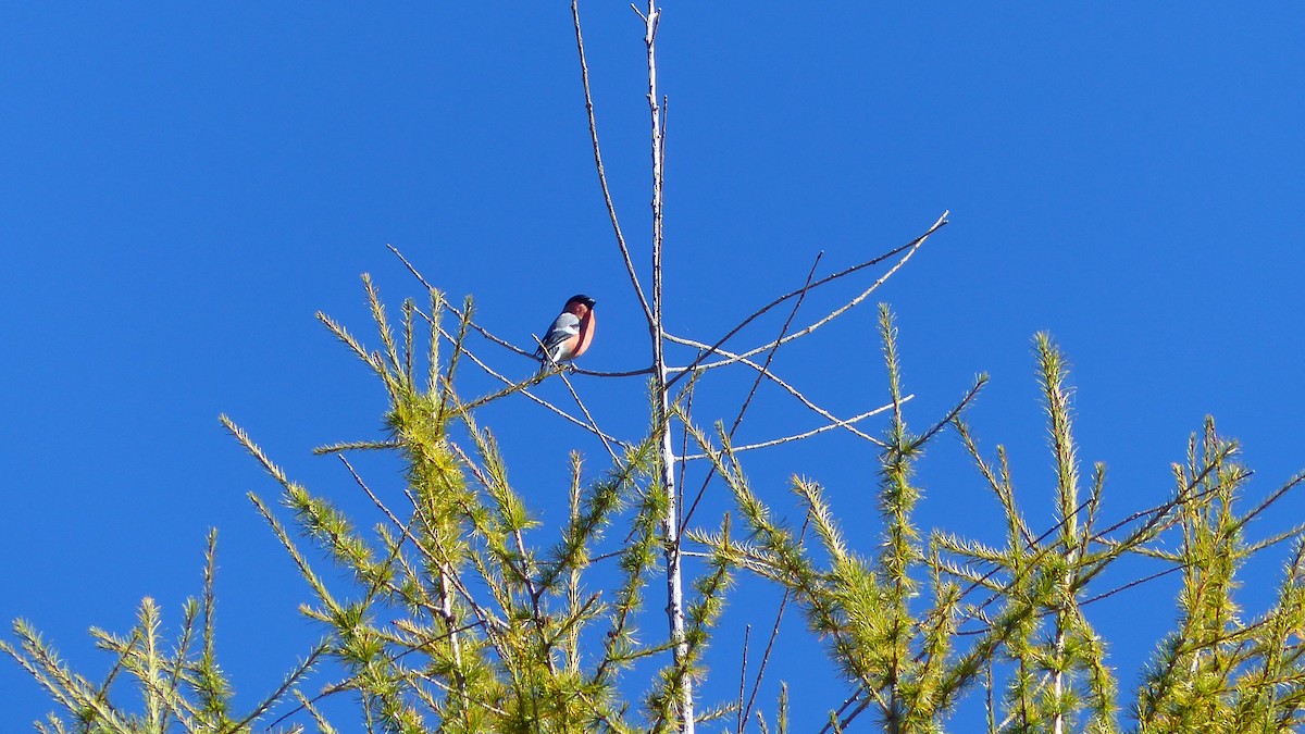 Eurasian Bullfinch - ML638359775