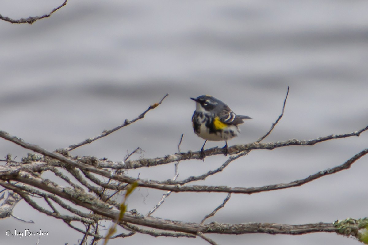 Пісняр-лісовик жовтогузий (підвид coronata) - ML638359782
