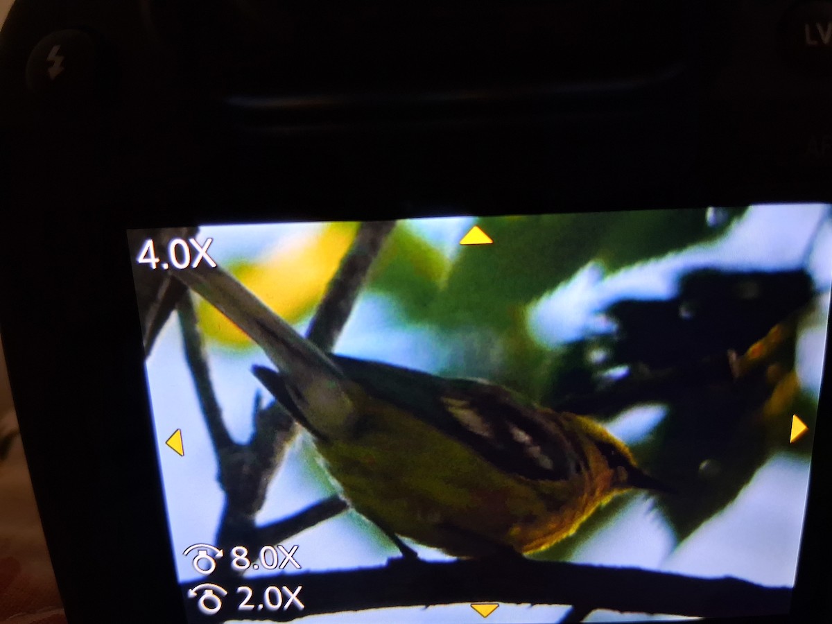 Blue-winged Warbler - ML638359803