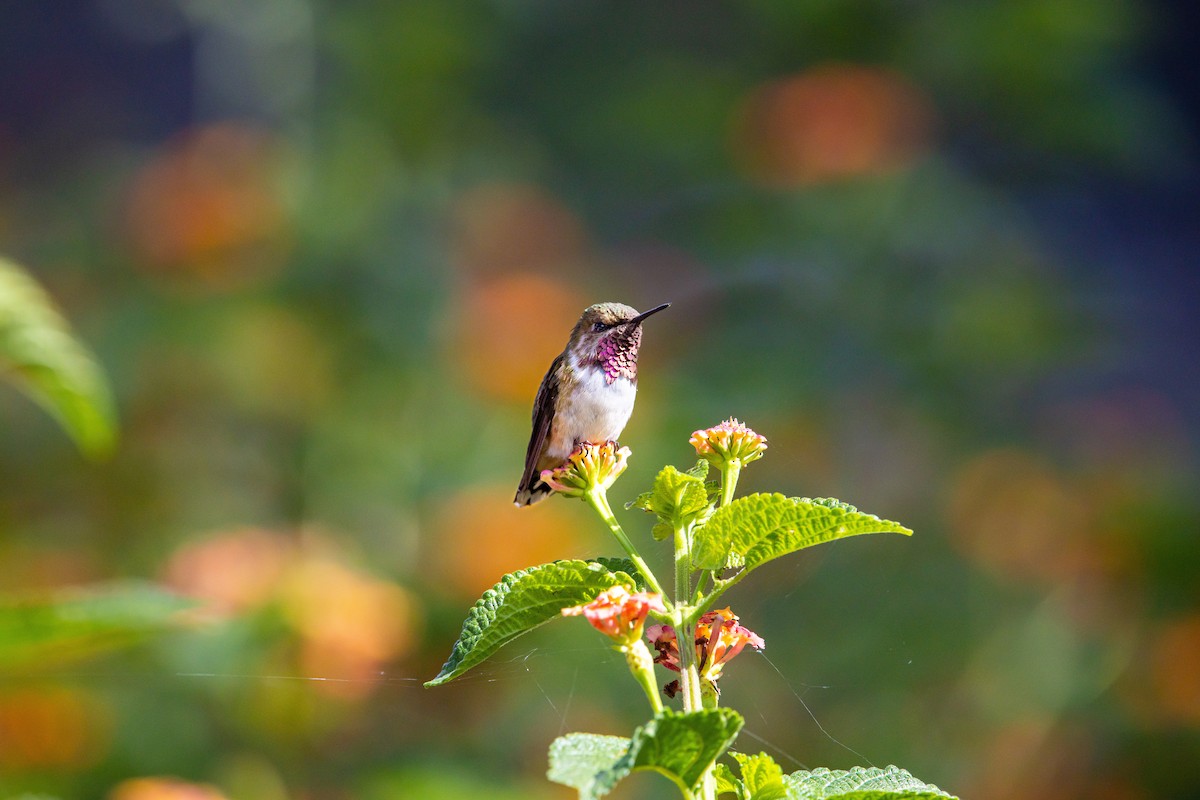 Colibri héloïse - ML638359806
