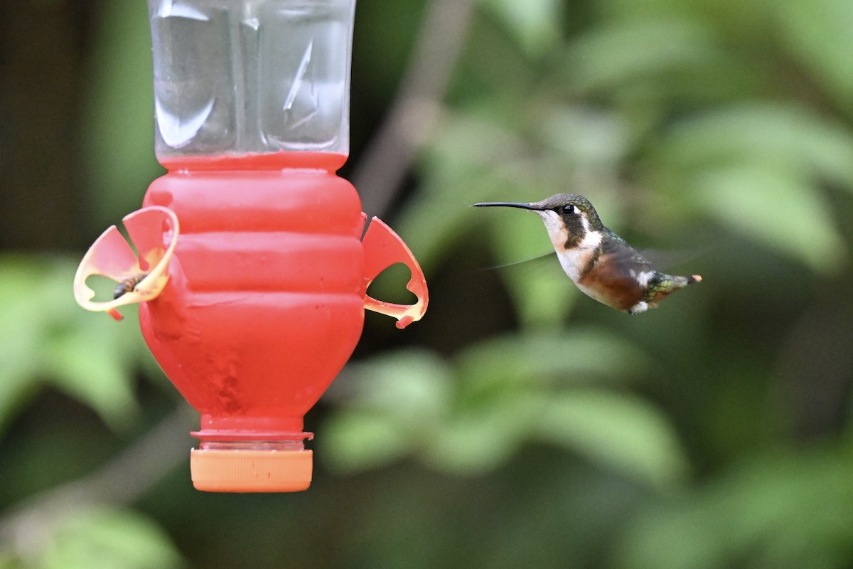 Colibri de Mulsant - ML638359812