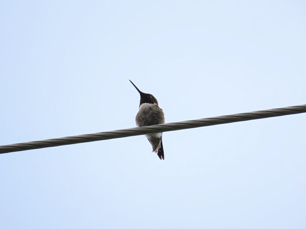 Colibri à gorge rubis - ML638359819