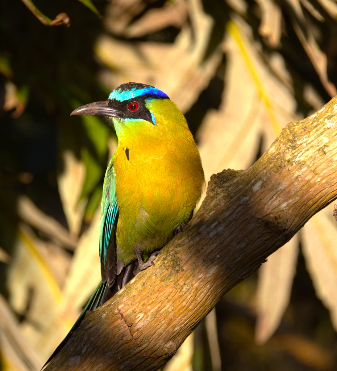 Motmot de Lesson - ML638359828