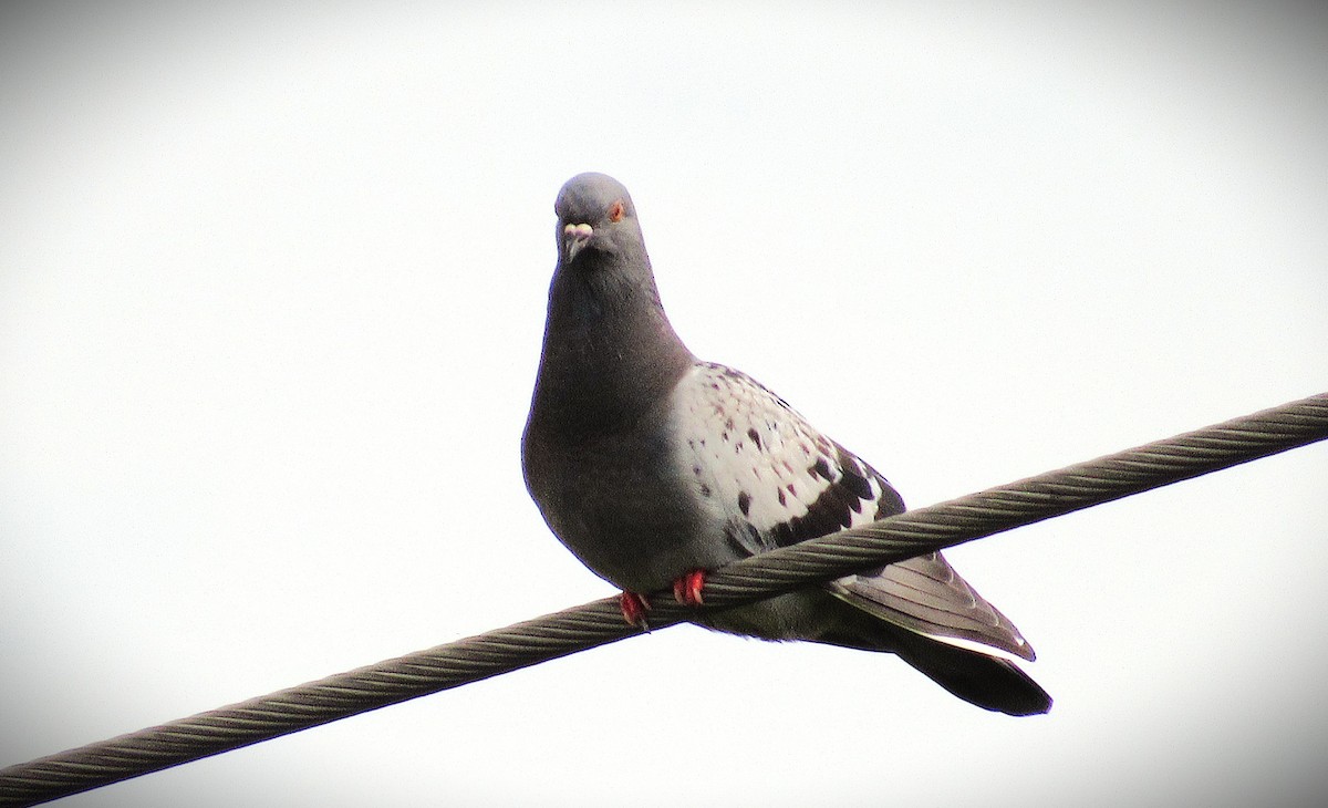 Pigeon biset (forme domestique) - ML638359831