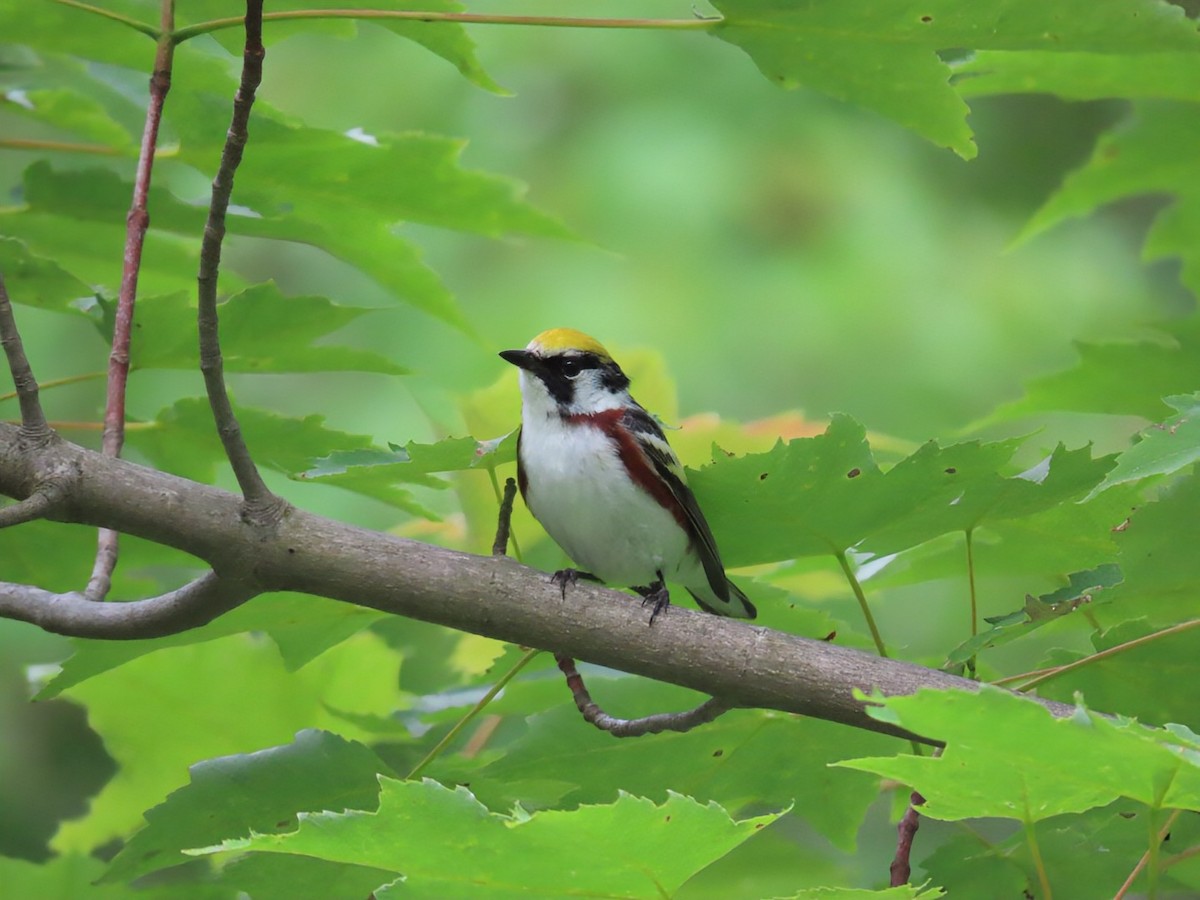 brunsideparula - ML638359861