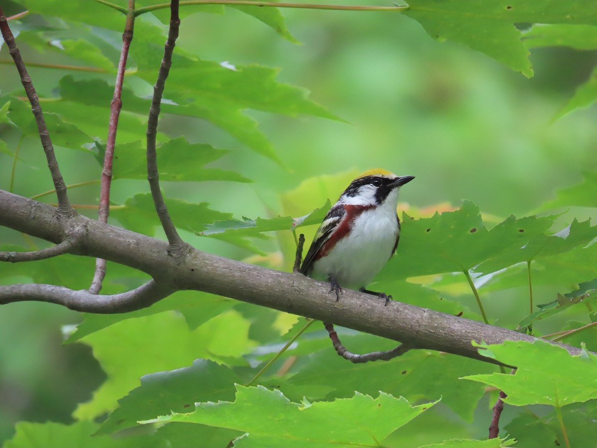 brunsideparula - ML638359862
