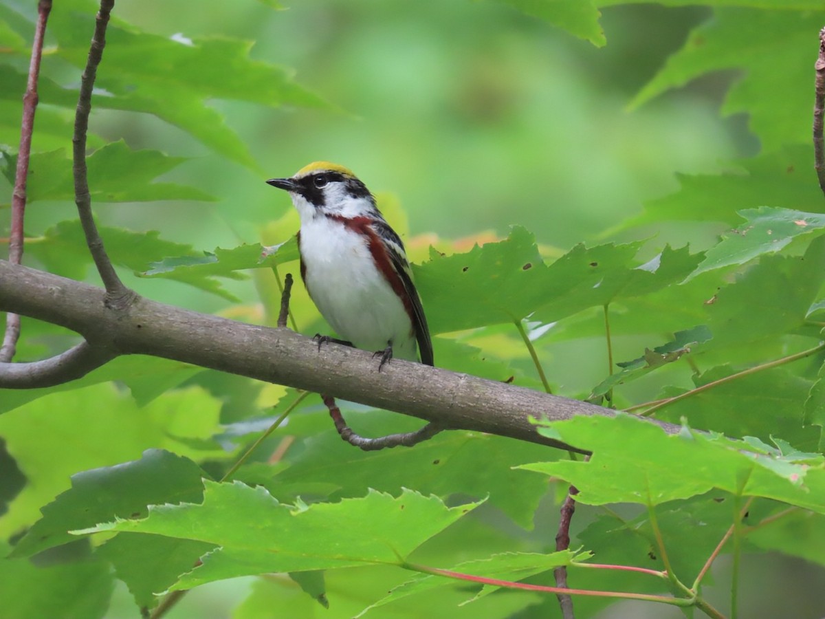 brunsideparula - ML638359863