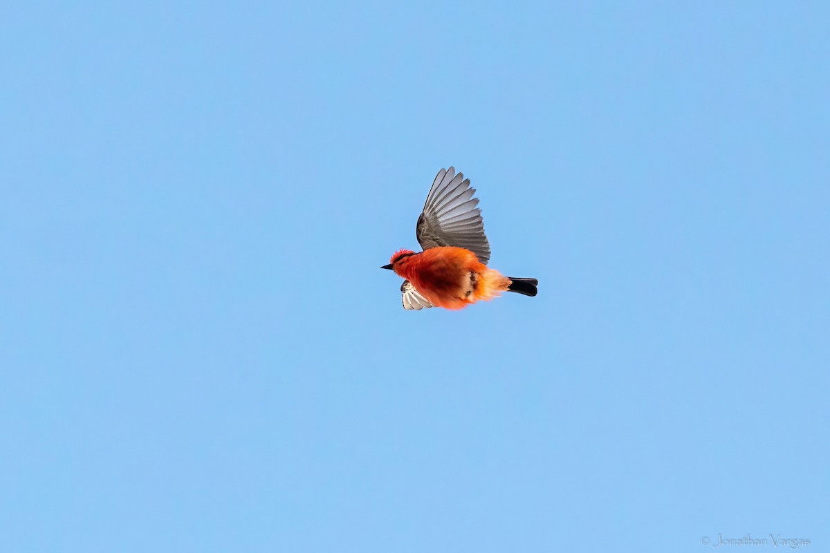 Mosquero Cardenal - ML638359878