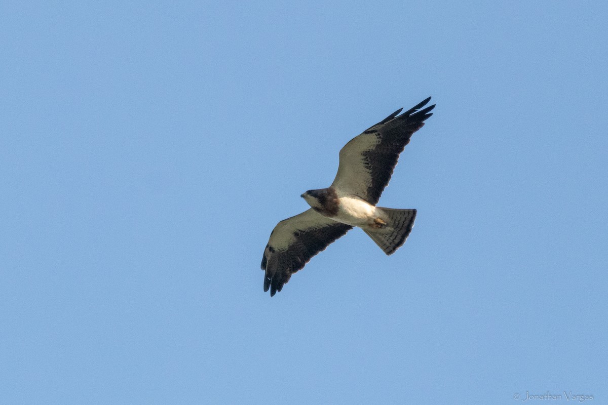 Swainson's Hawk - ML638359893