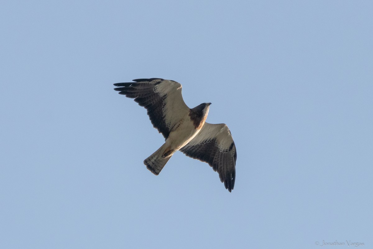 Swainson's Hawk - ML638359894