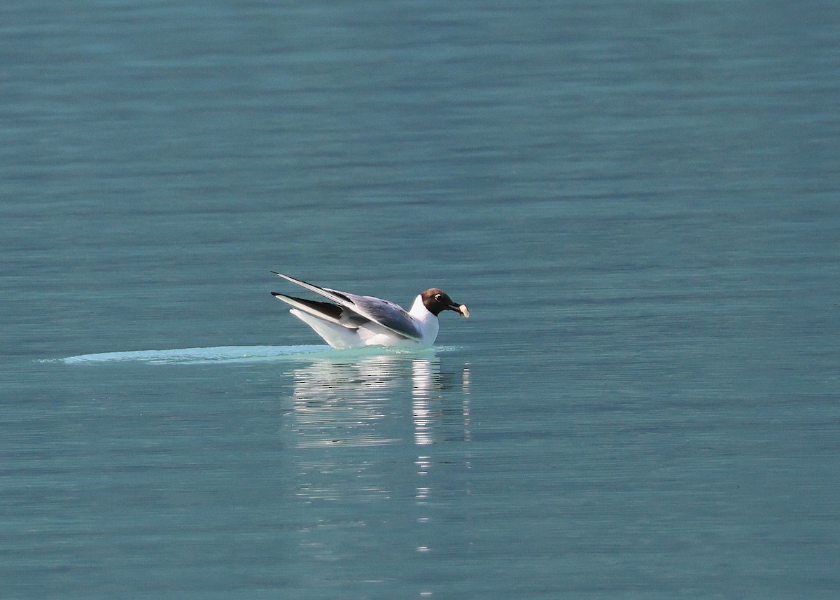 Black-headed Gull - ML638359909