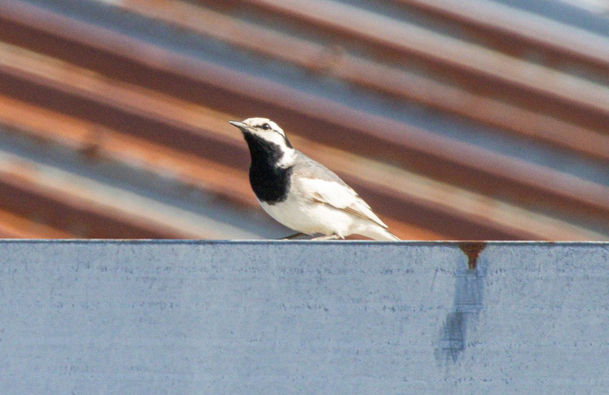 Lavandera Blanca - ML638359940